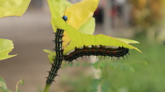 Doleschallia bisaltide