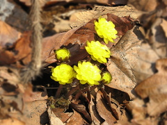 Adonis amurensis