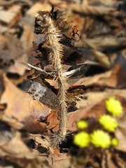 Eleutherococcus senticosus