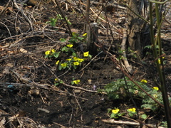 Viola xanthopetala