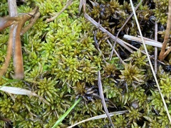 Subsecunda