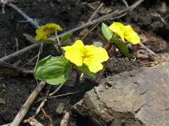 Viola xanthopetala
