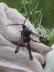 Synanthedon myopaeformis
