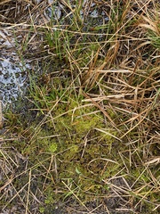 Subsecunda