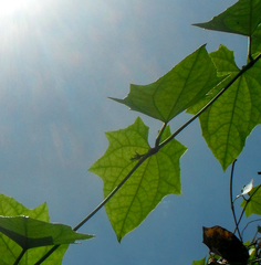 Thunbergia grandiflora alba