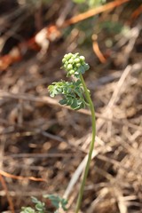 Thalictrum petaloideum