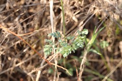 Thalictrum petaloideum