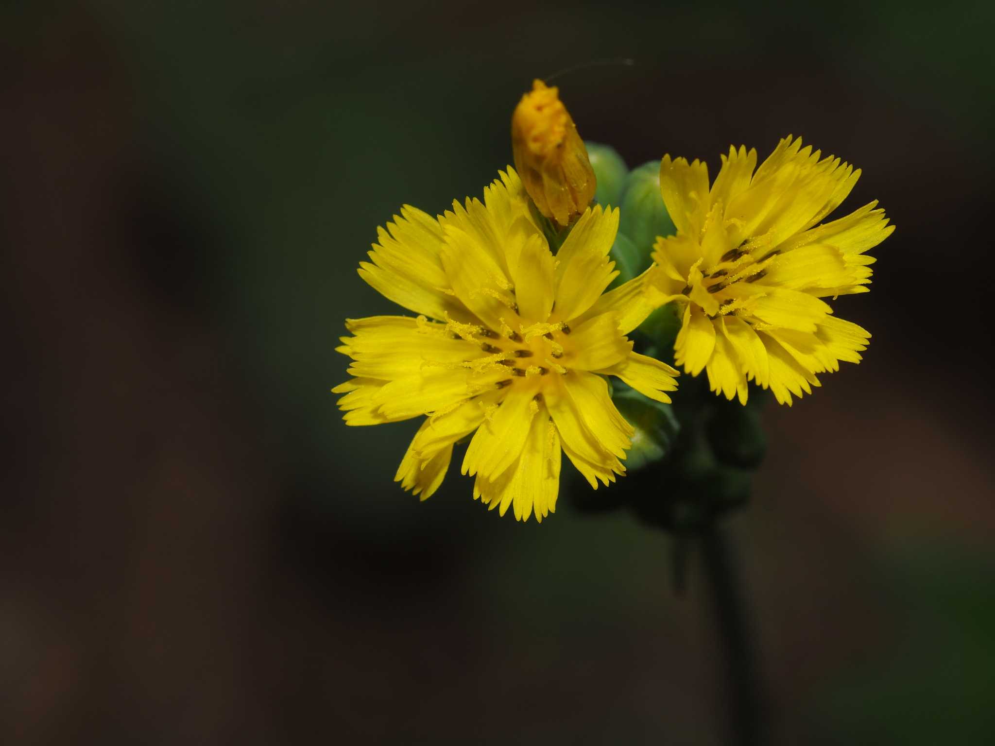 Youngia