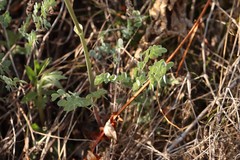 Thalictrum petaloideum