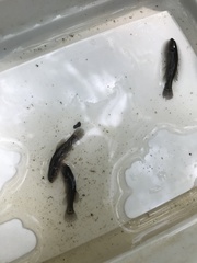 Umbra pygmaea