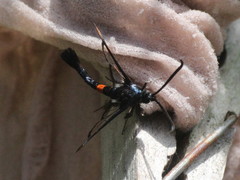 Synanthedon myopaeformis