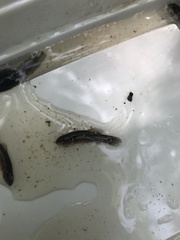 Umbra pygmaea