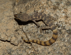 Bishari Pigmy Gecko photo 4