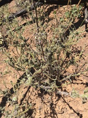Cryptantha microstachys