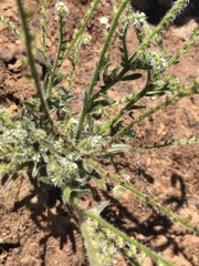 Cryptantha microstachys