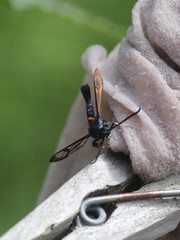 Synanthedon myopaeformis