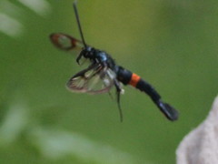 Synanthedon myopaeformis