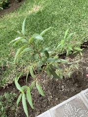 Aloysia citrodora