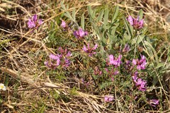 Astragalus ceratoides