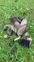 Coprinopsis atramentaria