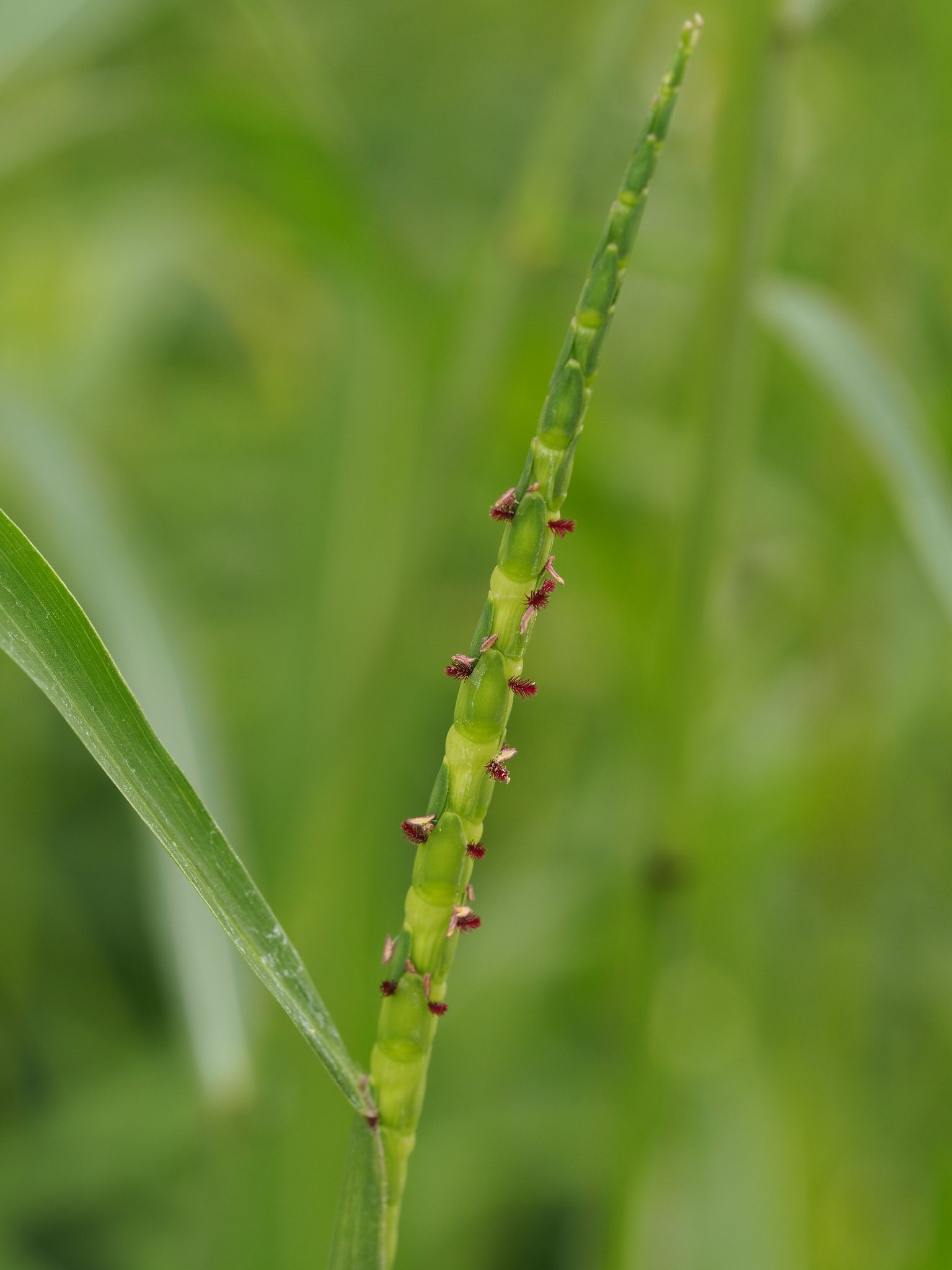 Rottboellia cochinchinensis