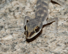 Bishari Pigmy Gecko photo 2