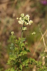 Thalictrum petaloideum