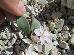 Claytonia peirsonii yorkii
