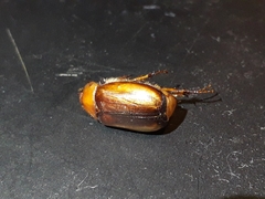 Rhizotrogus aestivus