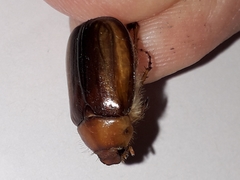 Rhizotrogus aestivus