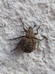 Brachycerus muricatus