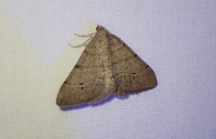 Digrammia muscariata