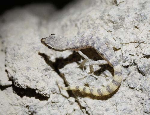 Bishari Dwarf Gecko
