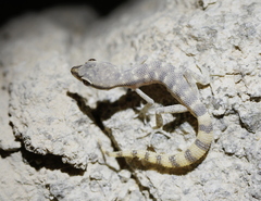 Bishari Pigmy Gecko photo 3