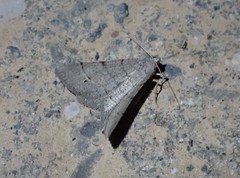 Digrammia muscariata