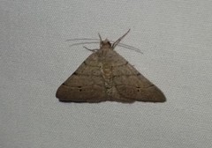 Digrammia muscariata