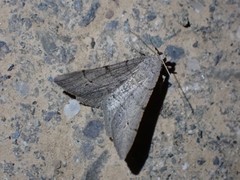 Digrammia muscariata