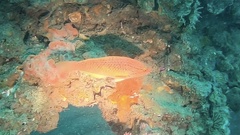 Pseudolabrus eoethinus