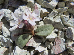 Claytonia peirsonii yorkii