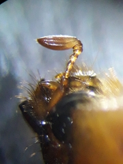 Rhizotrogus aestivus