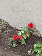 Pelargonium × hybridum