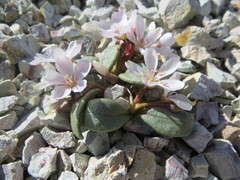 Claytonia peirsonii yorkii