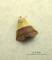 Eublemma caffrorum