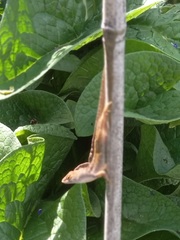Anolis sagrei