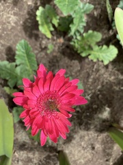 Asteraceae