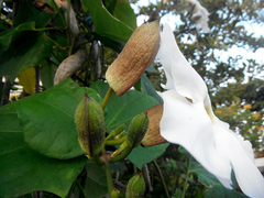 Thunbergia grandiflora alba