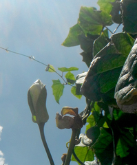 Thunbergia grandiflora alba