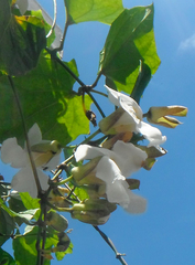 Thunbergia grandiflora alba