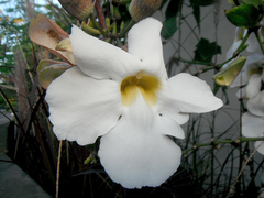 Thunbergia grandiflora alba