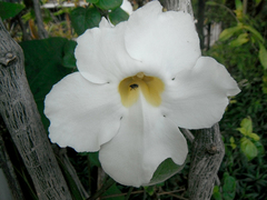 Thunbergia grandiflora alba